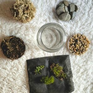 The Century Ecosystem - DIY Terrarium Kit