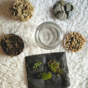 The Century Ecosystem - DIY Terrarium Kit