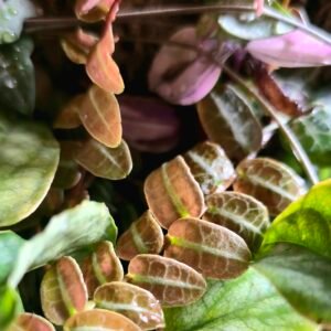 Marcgravia Umbellata Climbing Vine