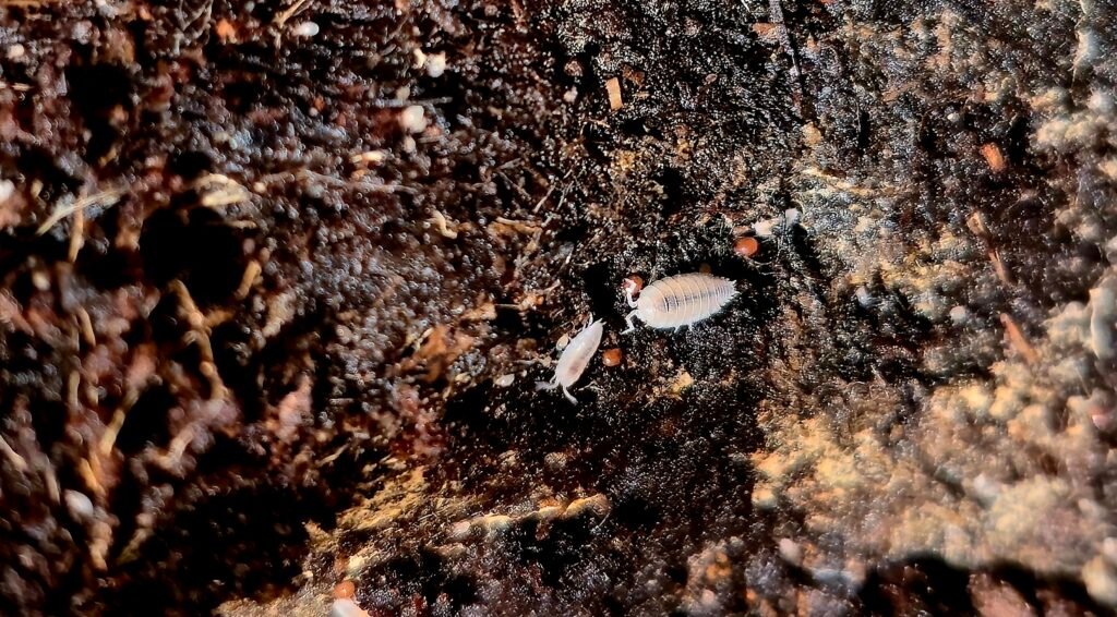 Dwarf white isopod culture for bioactive terrariums