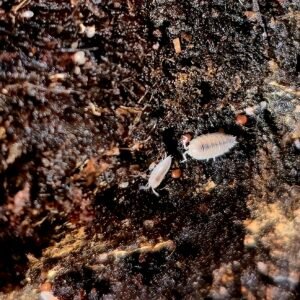 Dwarf White Isopods – Premium Starter Culture