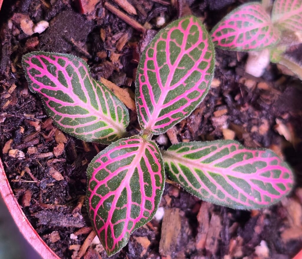 Pink nerve plant Fittonia albivenis with bright pink-veined leaves