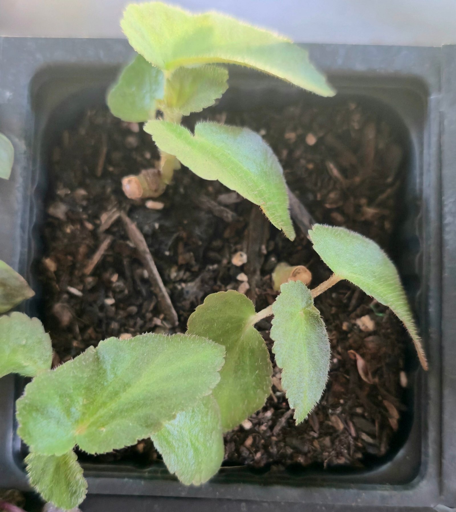 Brazilian Lady Begonia plant
