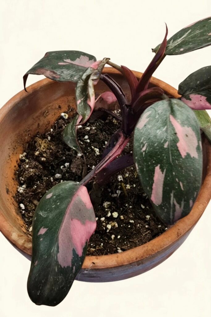 Philodendron Pink Princess