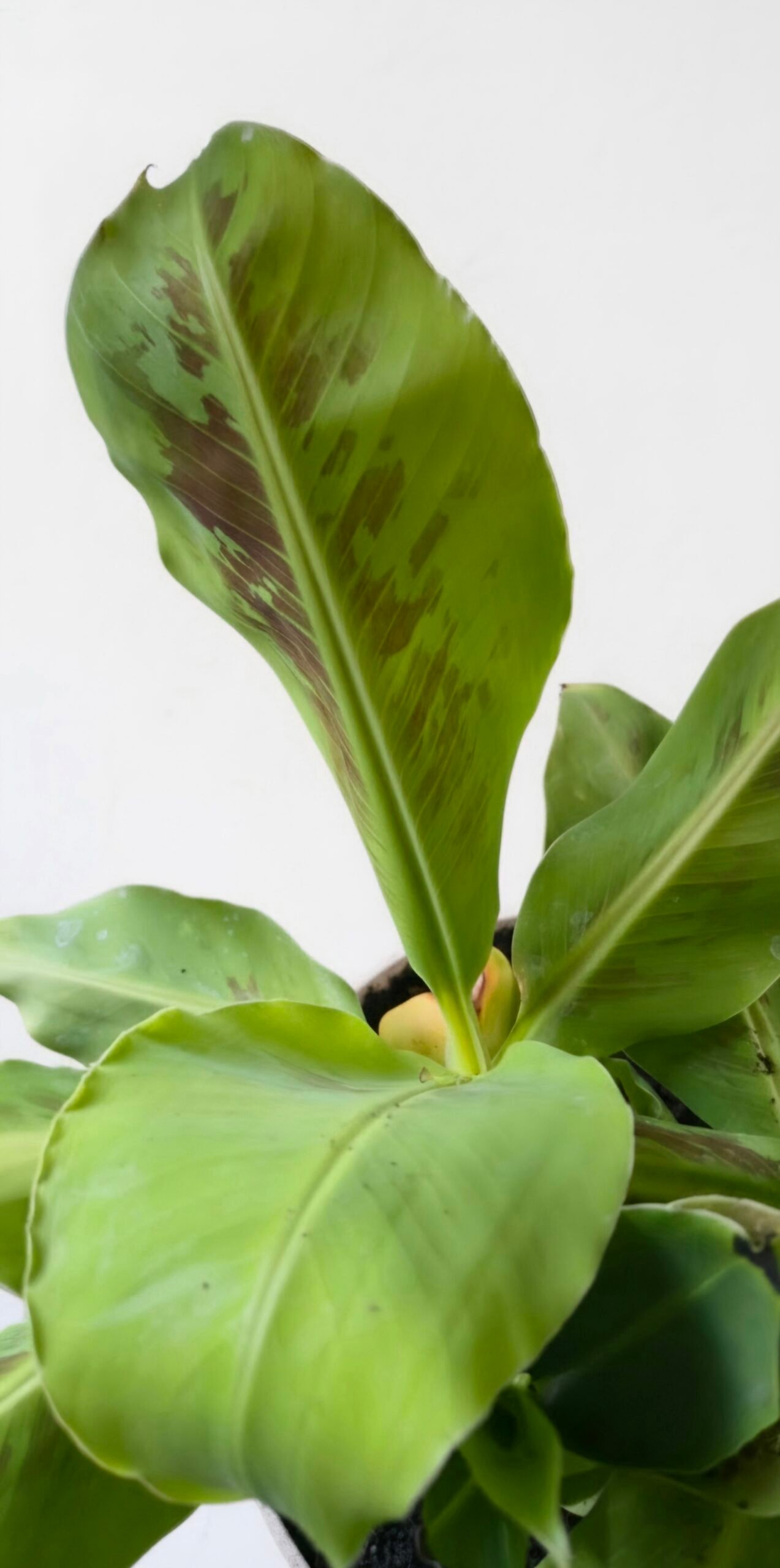 Dwarf Cavendish banana plant live houseplant