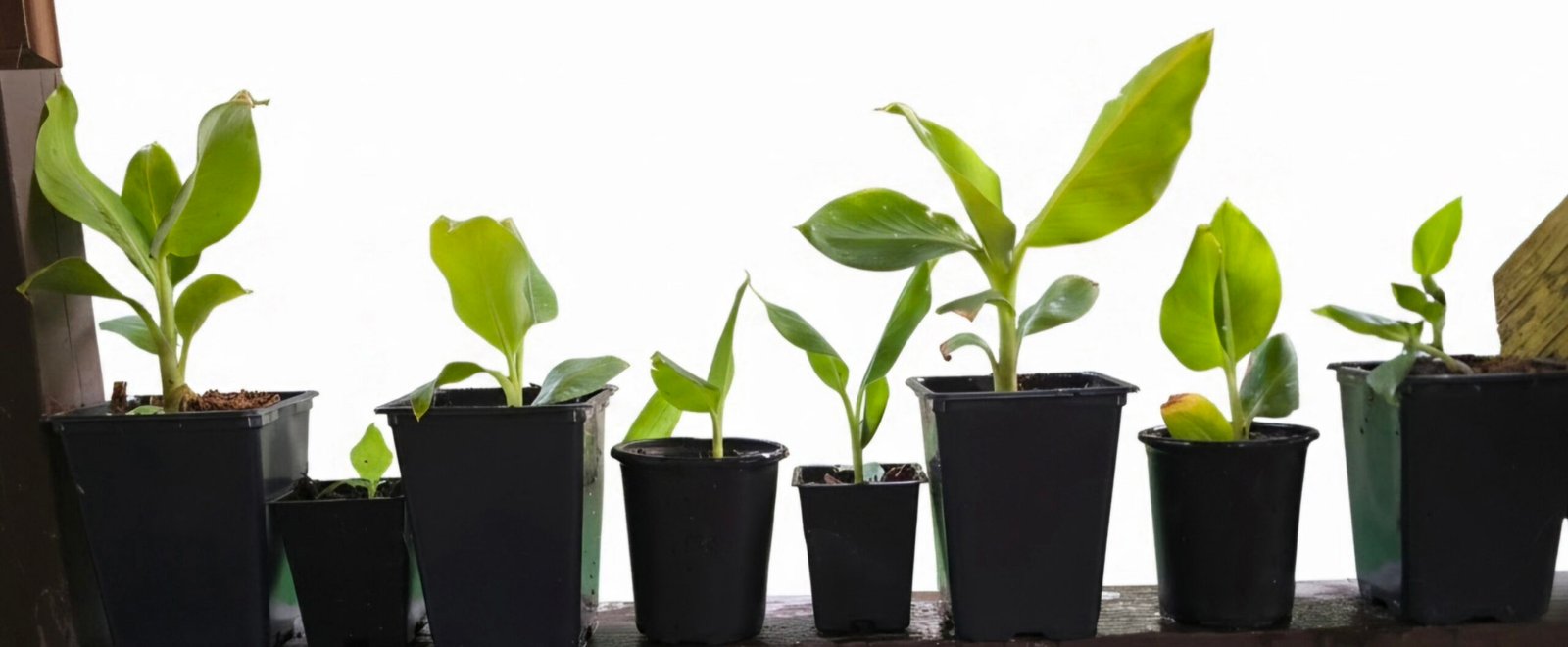 Rooted Dwarf Cavendish banana plant pup