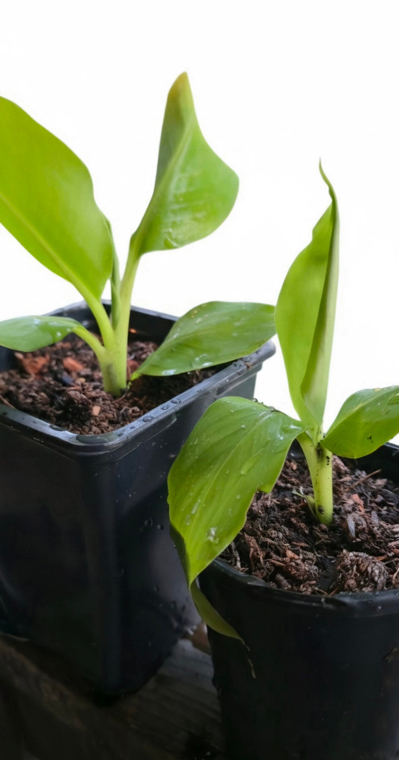 Dwarf Cavendish banana plant indoor tropical foliage