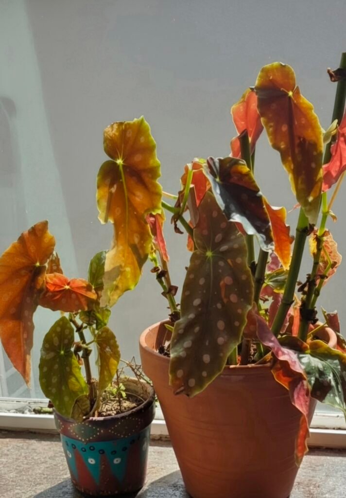 Polka Dot Begonia (Begonia Maculata) with silver-spotted green leaves and red undersides 1