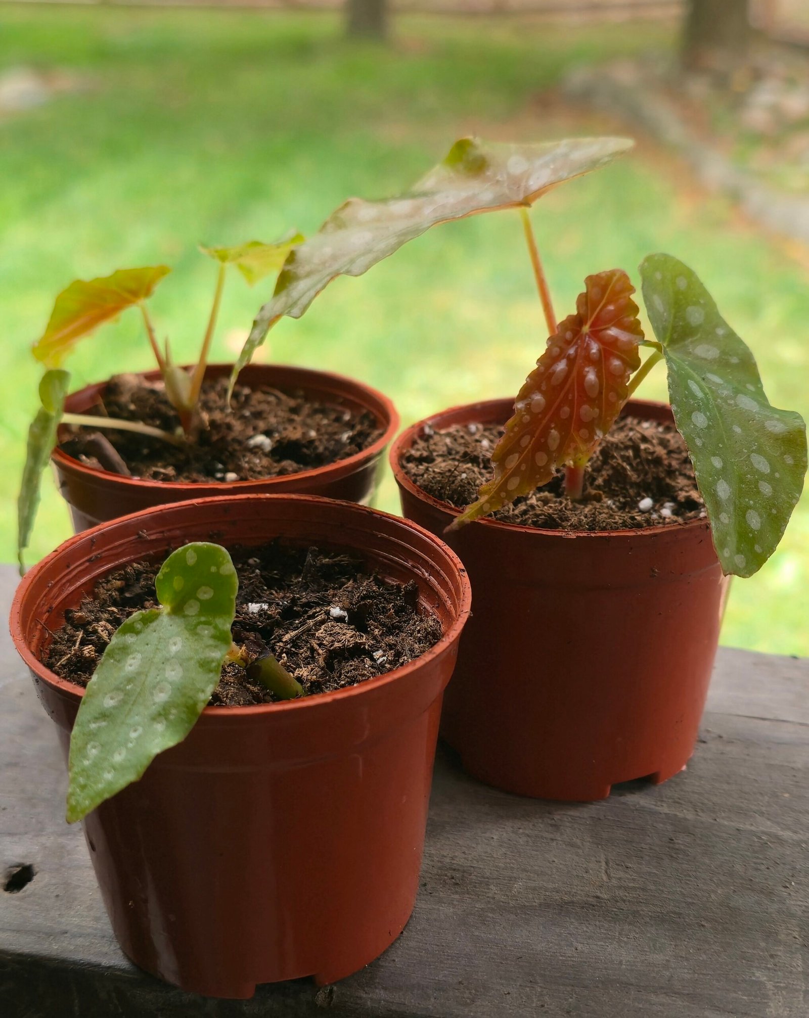 Polka Dot Begonia (Begonia Maculata) with silver-spotted green leaves and red undersides 2