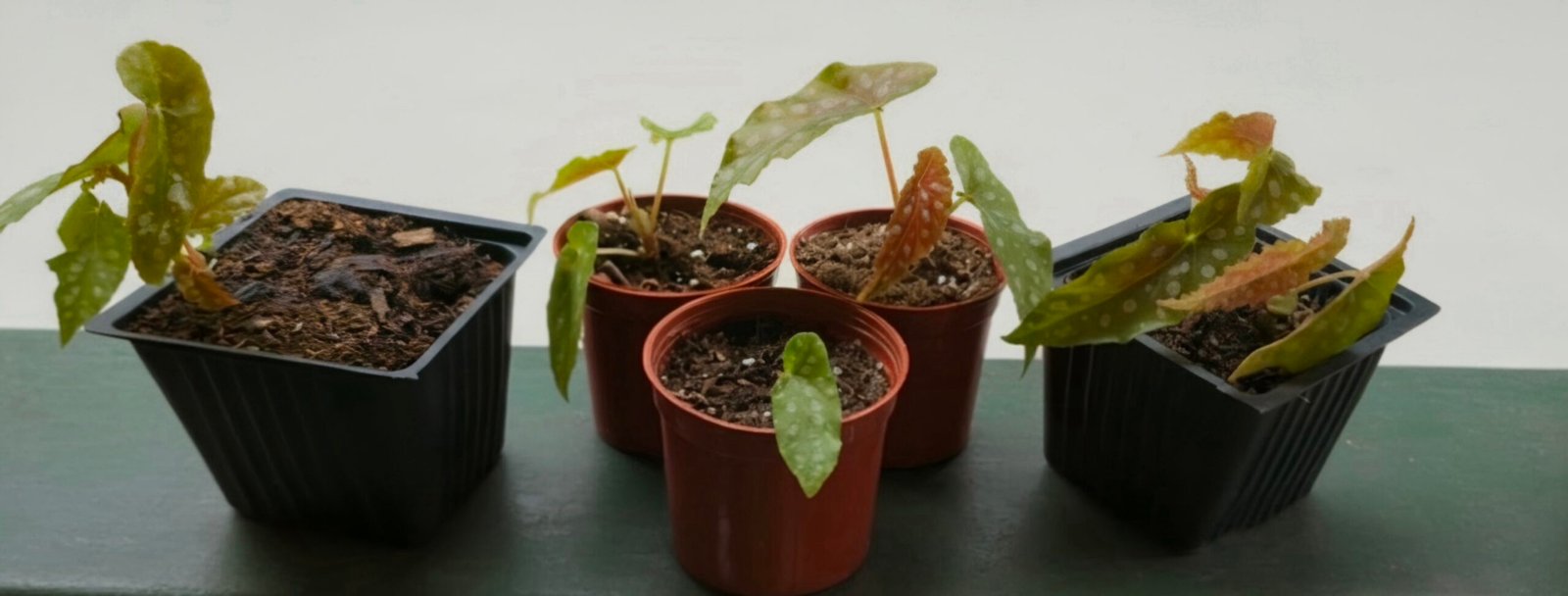 Polka Dot Begonia (Begonia Maculata) with silver-spotted green leaves and red undersides 3