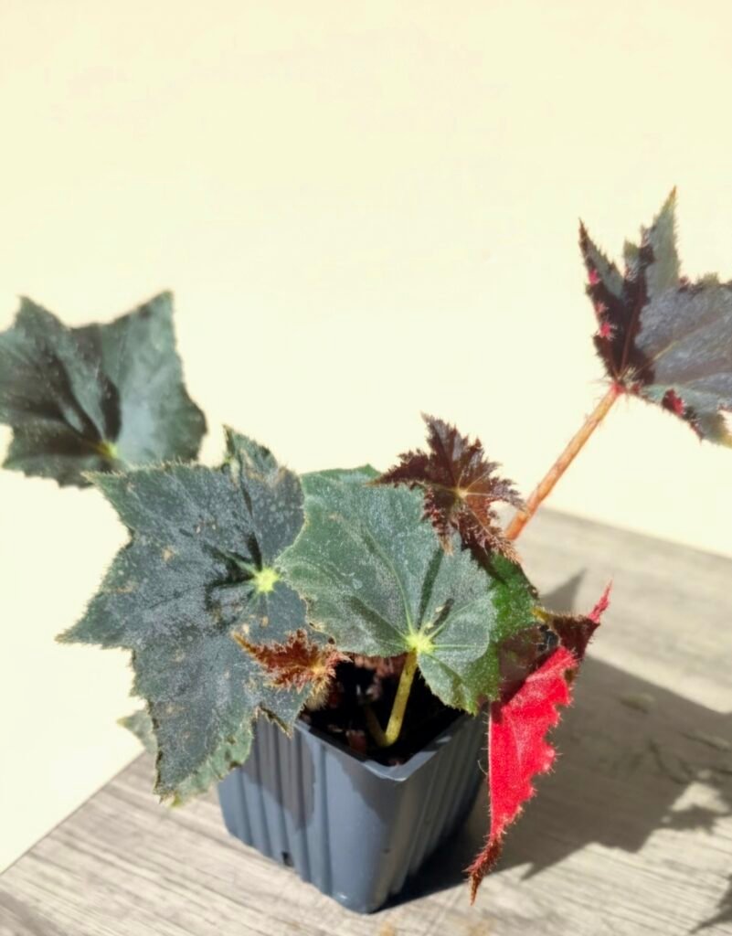 Black Velvet Begonia