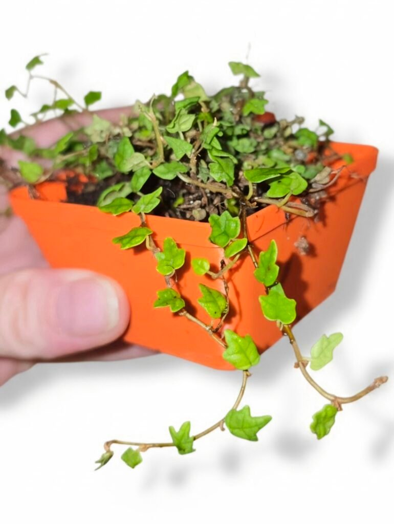 String of Frogs / Ficus pumila ' Quercifolia