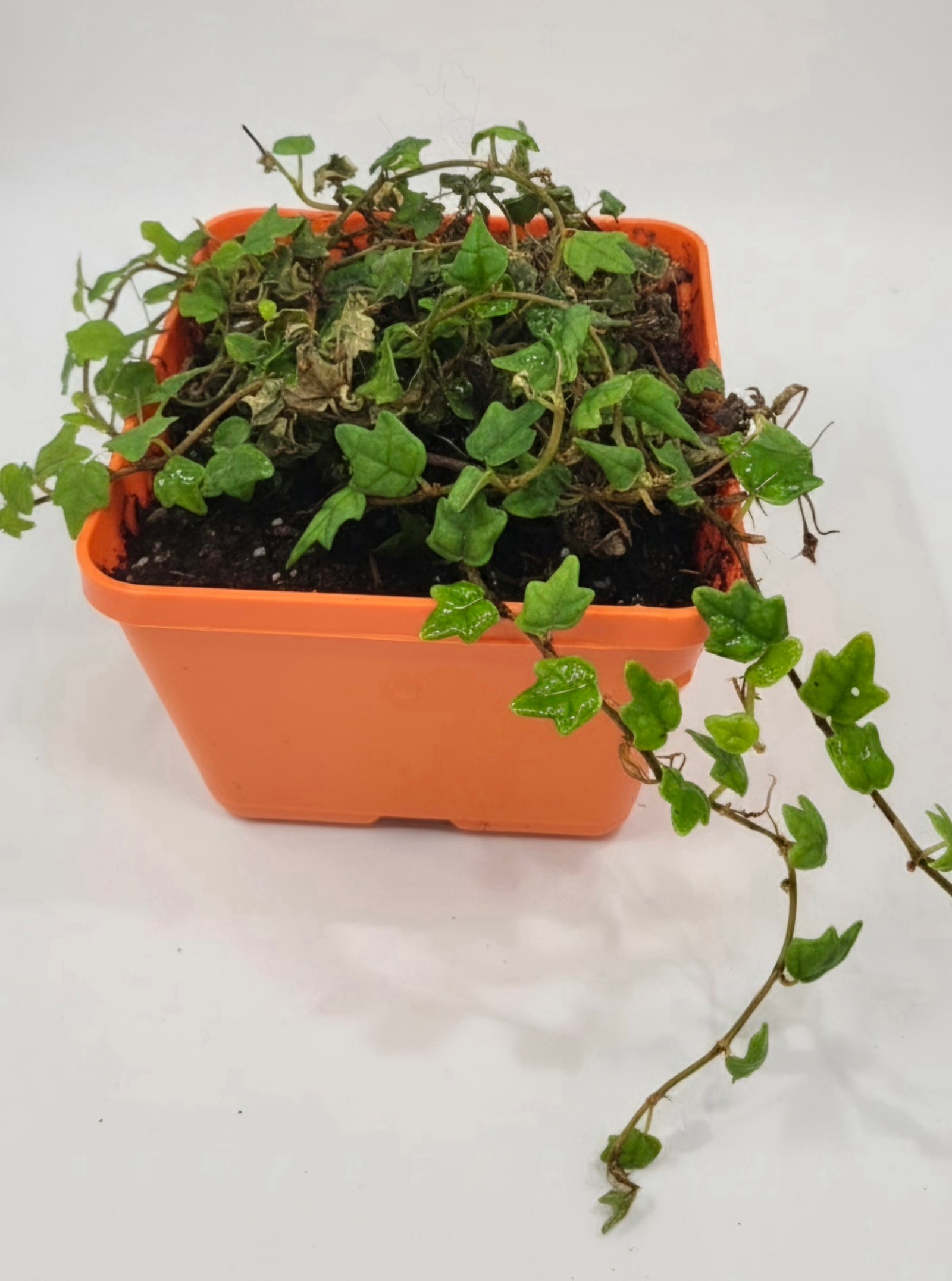 String of Frogs / Ficus pumila ' Quercifolia - Image 3