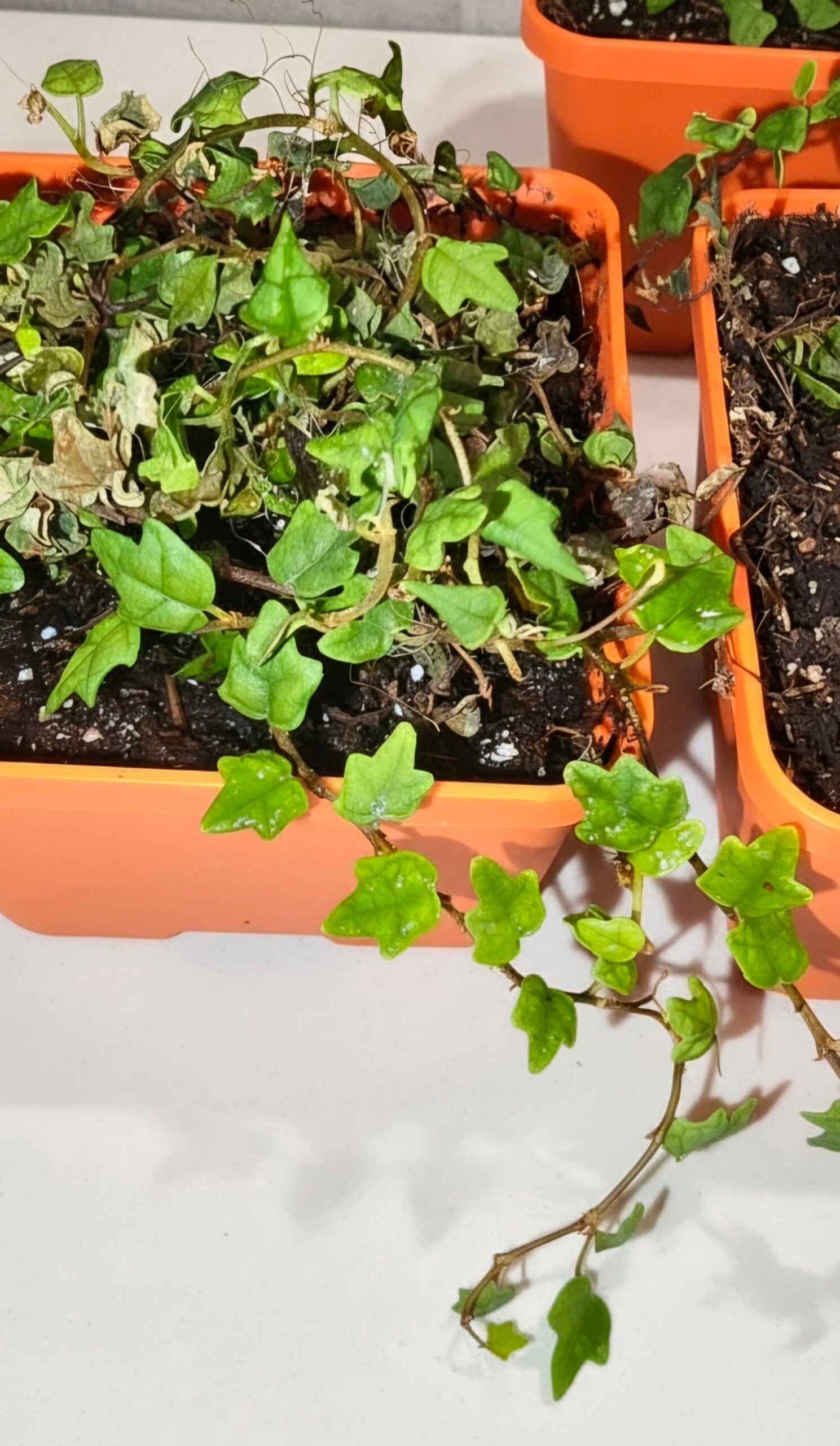 String of Frogs / Ficus pumila ' Quercifolia - Image 2
